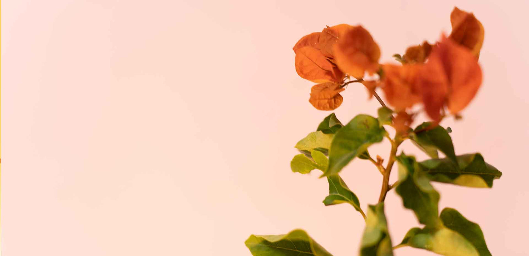6 Reasons Why Plants Can Create a More Pleasant Working Environment