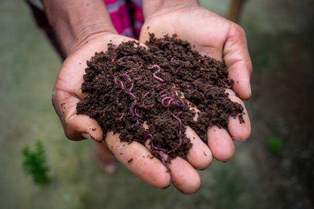 Adding Vermicompost Will Increase Plants Growth?