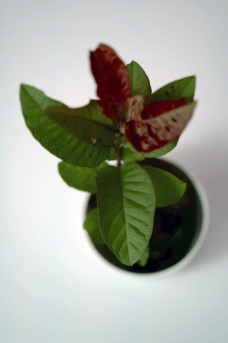 Red Guava Plant