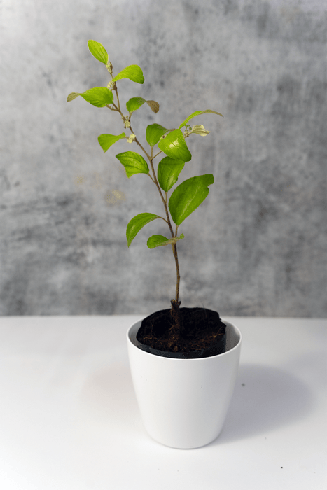 Red Apple Ber Plant