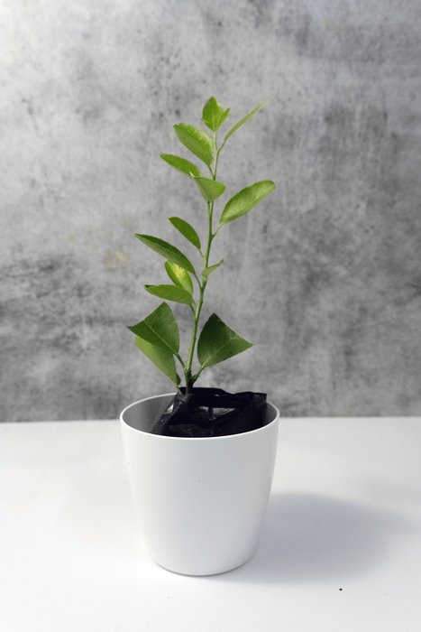 Taiwan Lemon