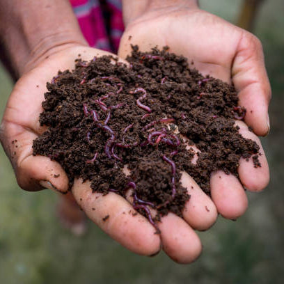 Adding Vermicompost Will Increase Plants Growth?
