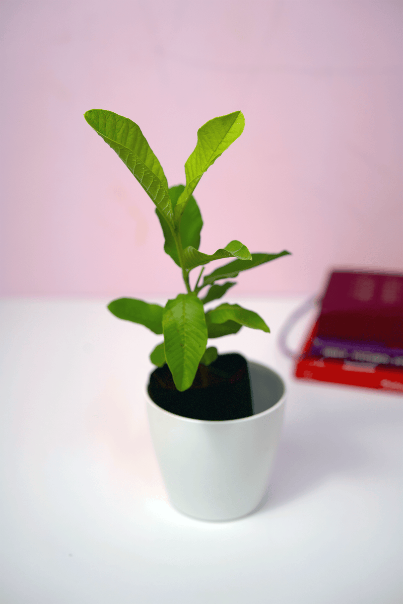 Allahabad Safeda Guava Plants