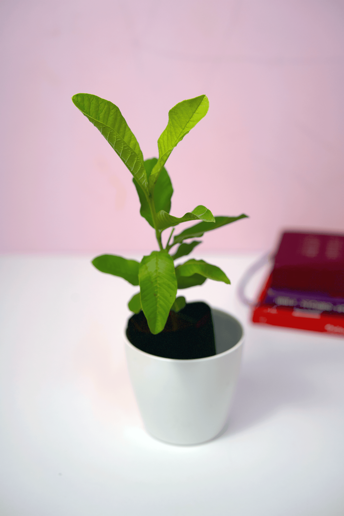 Allahabad Safeda Guava Plants — Latha Nursery