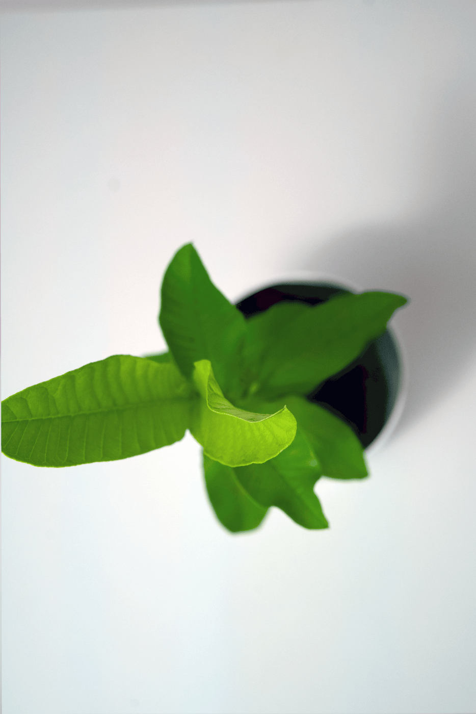 Allahabad Safeda Guava Plants — Latha Nursery