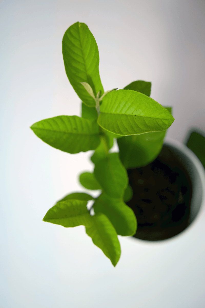 Taiwan pink guava plant