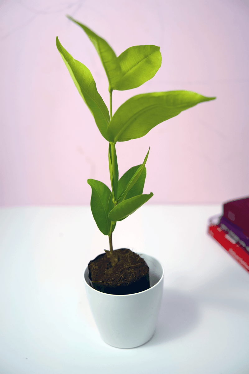 Red Water Apple Plant