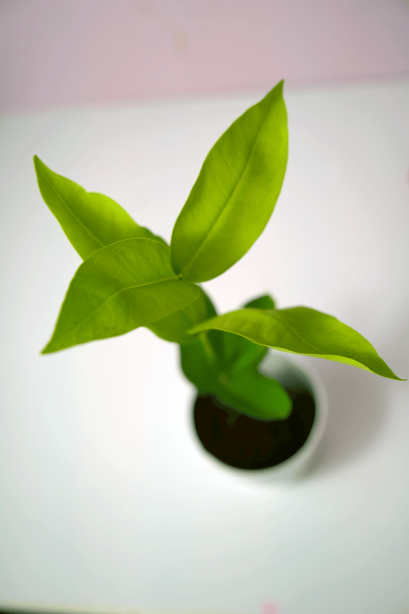 Red Water Apple Plant