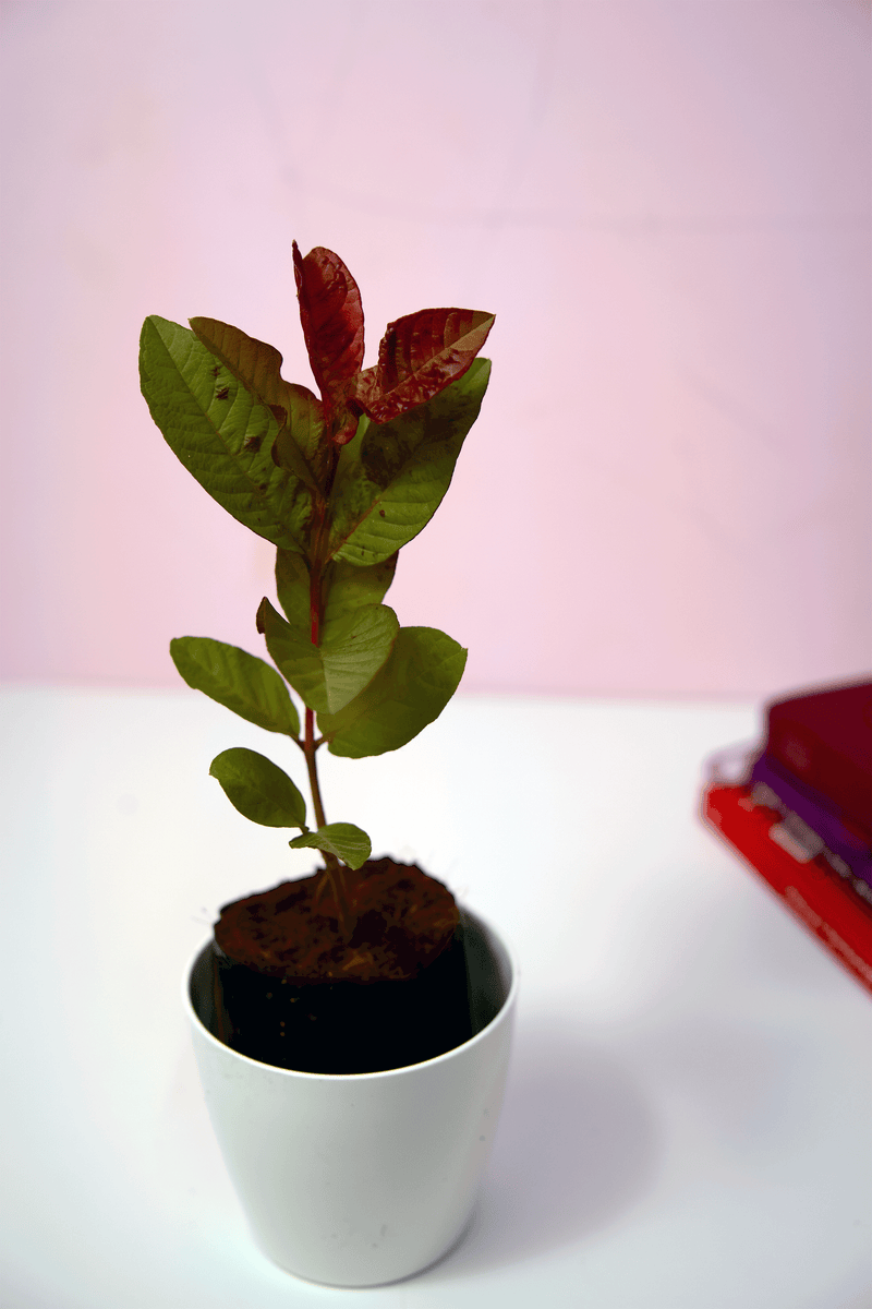 Red Guava Plant