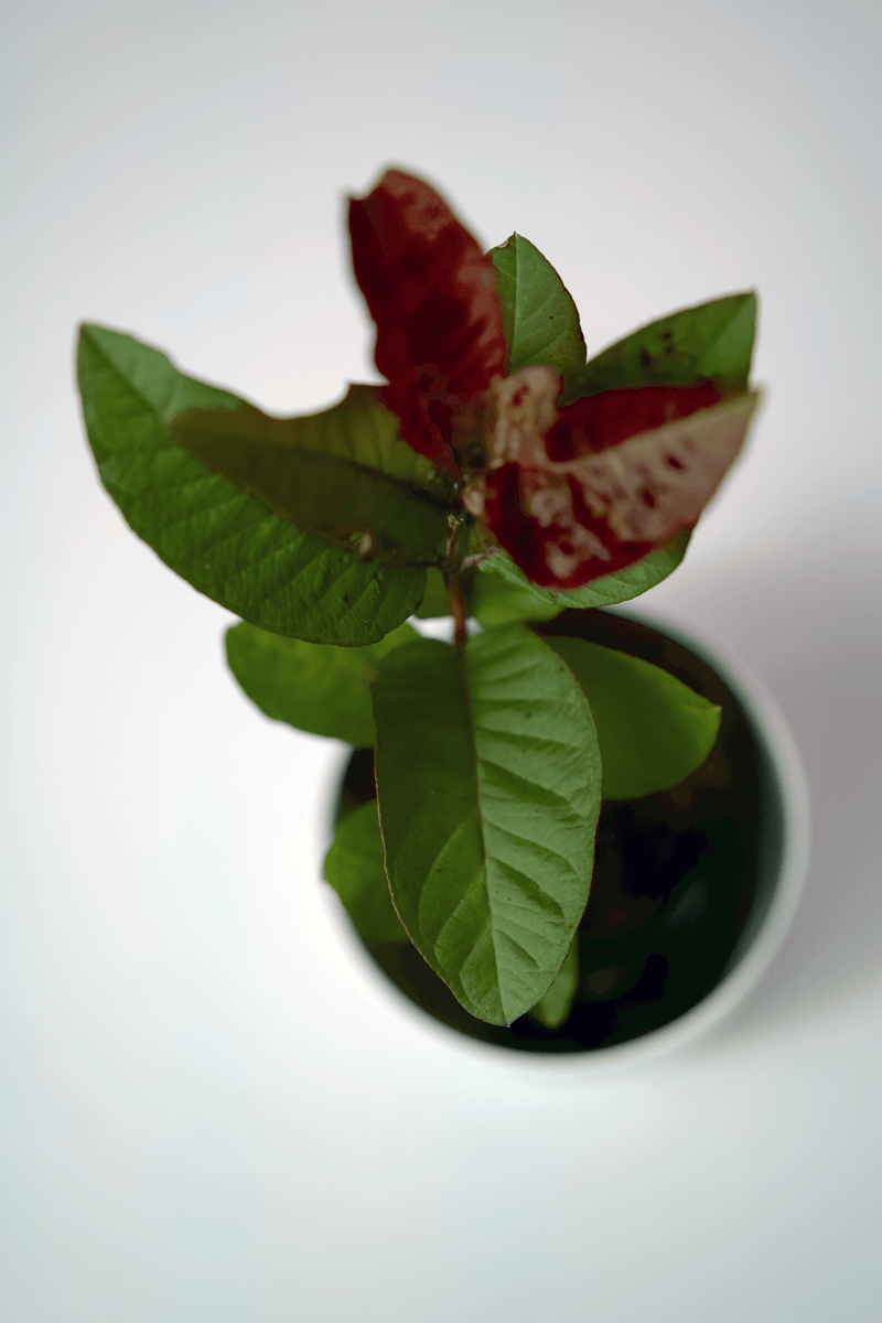 Red Guava Plant