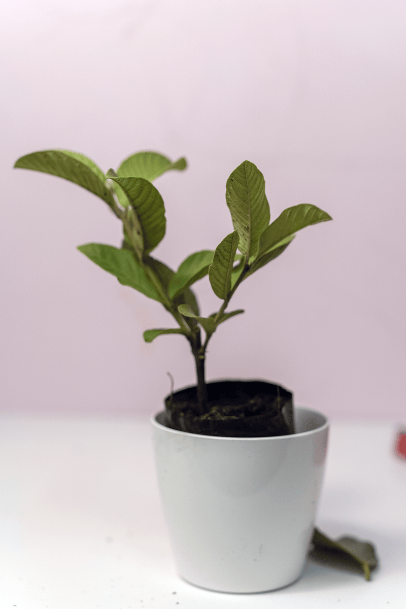 Taiwan pink guava plant