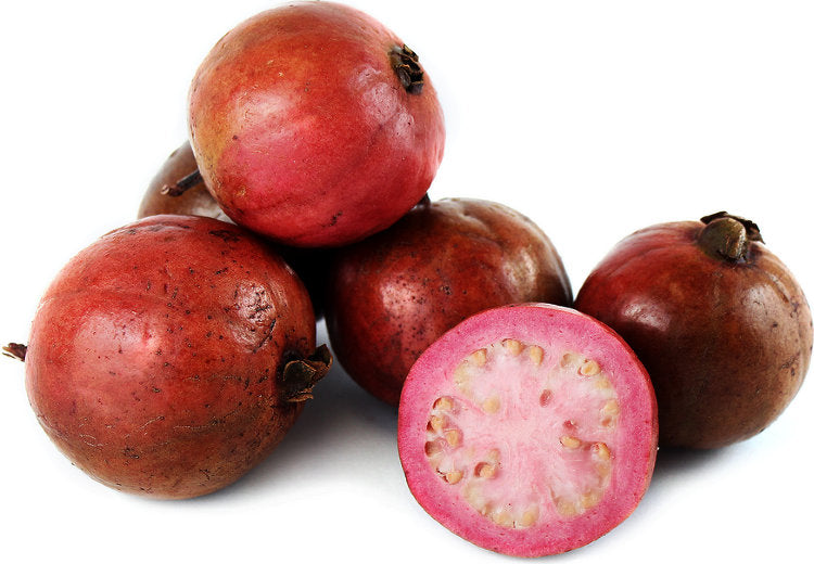 Red Guava Plant