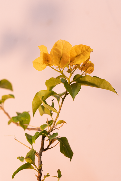 Bougainvillea Yellow Flower Plant