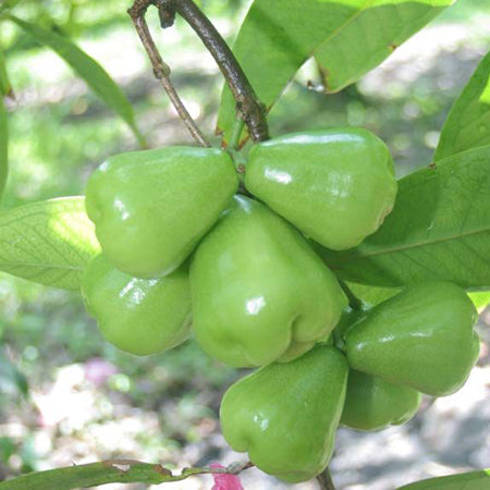 Green Water Apple Plants