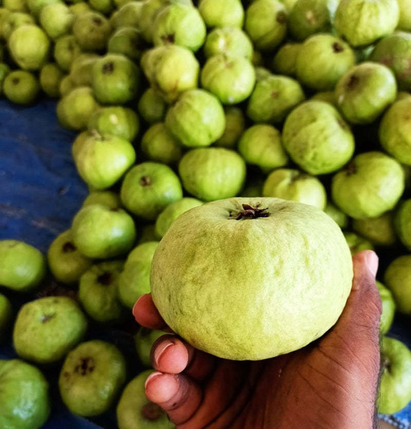 Taiwan pink guava plant