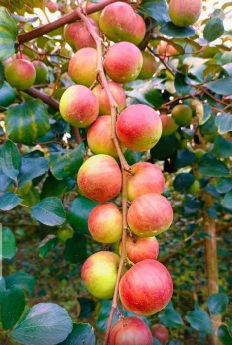 Red Apple Ber Plant