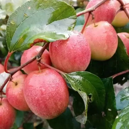 Red Apple Ber Plant